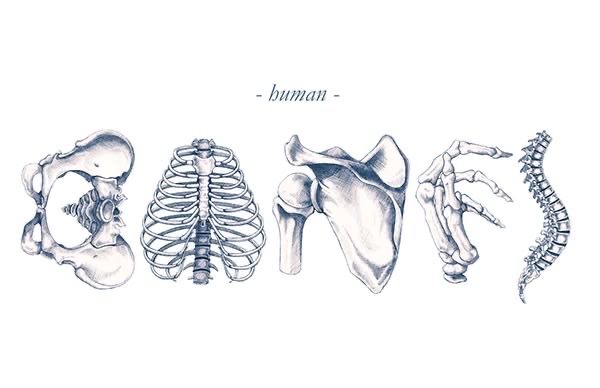 how to learn bone anatomy